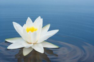white lilly on lake