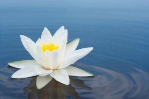 white lilly on lake