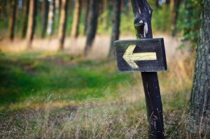 Yellow sign in the forest