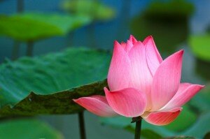 pink Lotus flower beautiful  lotus